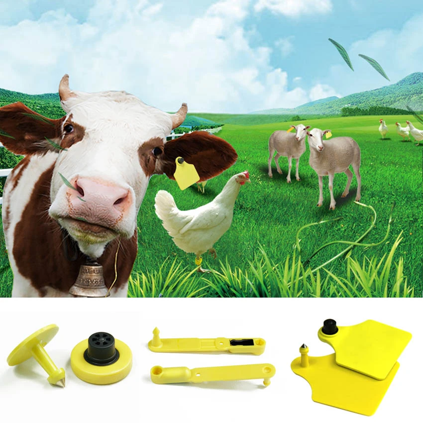 Application of High frequency electronic ear tag Application of High frequency electronic ear tag